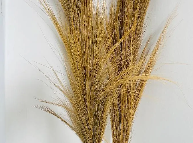 Mykonian Starling - Town N' Sunset View Apartment