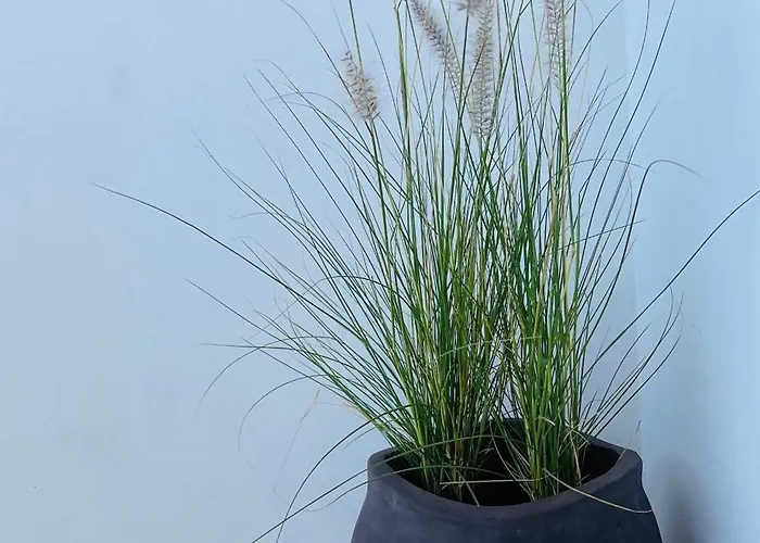 Mykonian Starling - Town N' Sunset View Apartment